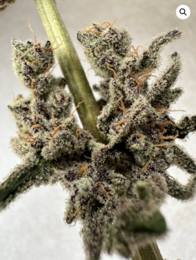 CHICAGO ROADKILL | GENETIX MATTER | PHOTOPERIOD CANNABIS SEEDS FEMALE