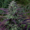 CHINA YUNNAN | ACE SEEDS | PHOTOPERIOD CANNABIS SEEDS REGULAR - Image 4