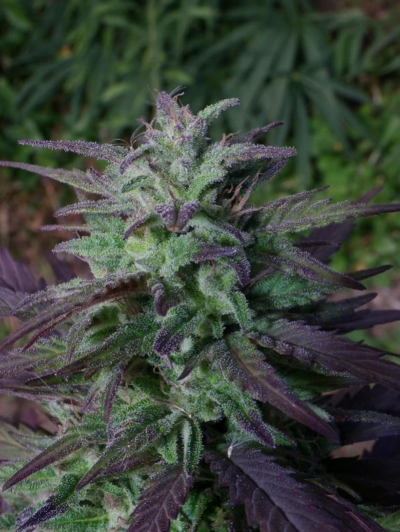 CHINA YUNNAN | ACE SEEDS | PHOTOPERIOD CANNABIS SEEDS REGULAR