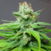 CHINA YUNNAN | ACE SEEDS | PHOTOPERIOD CANNABIS SEEDS REGULAR - Image 3