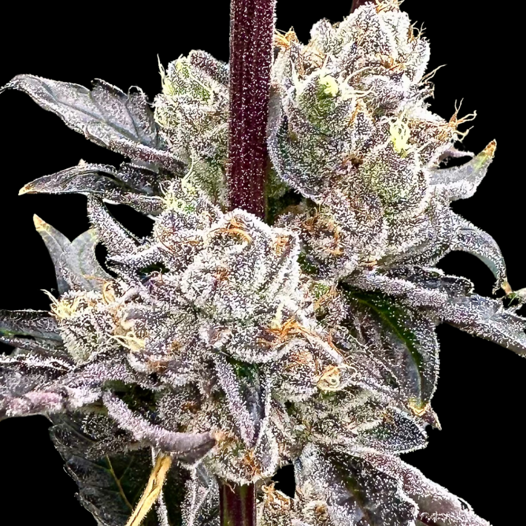 Dry Erase Marker cannabis image