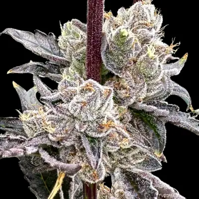 Dry Erase Marker cannabis image