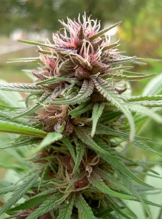 ErdPurt cannabis image