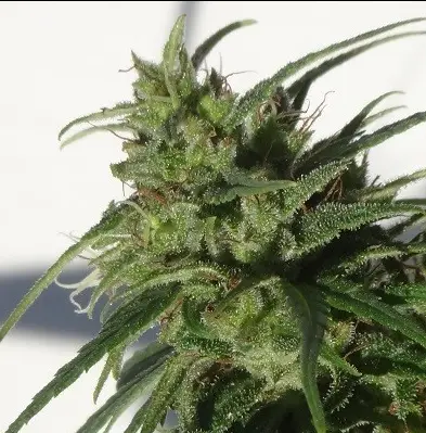 Ethiopia cannabis image