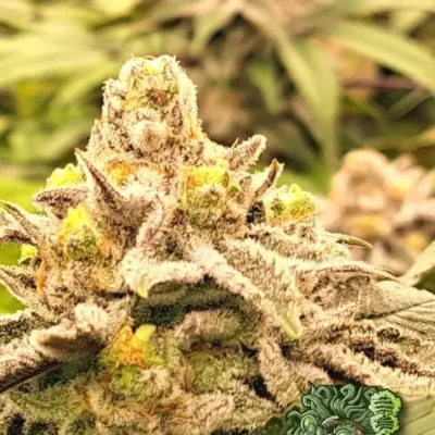 IN HOUSE GENETICS - FORBIDOS STRAIN - FEM PHOTO