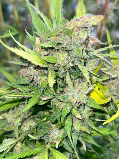 Frankenparm cannabis image