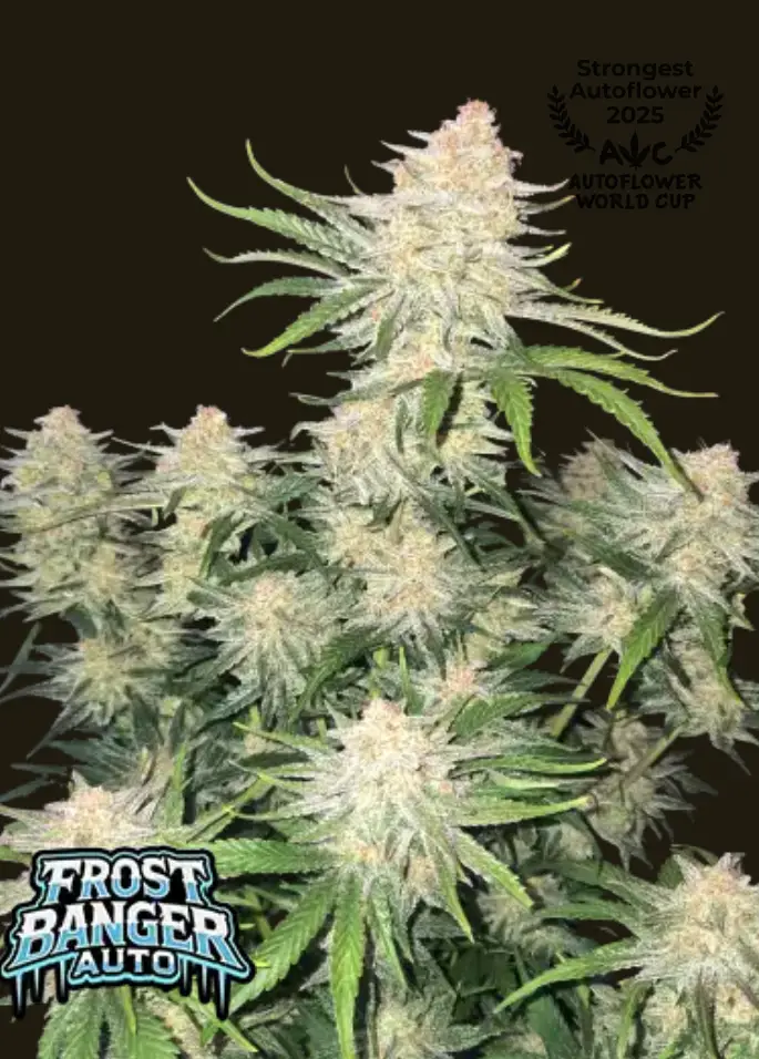 Frostbanger cannabis image