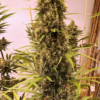 Golden Tiger cannabis image