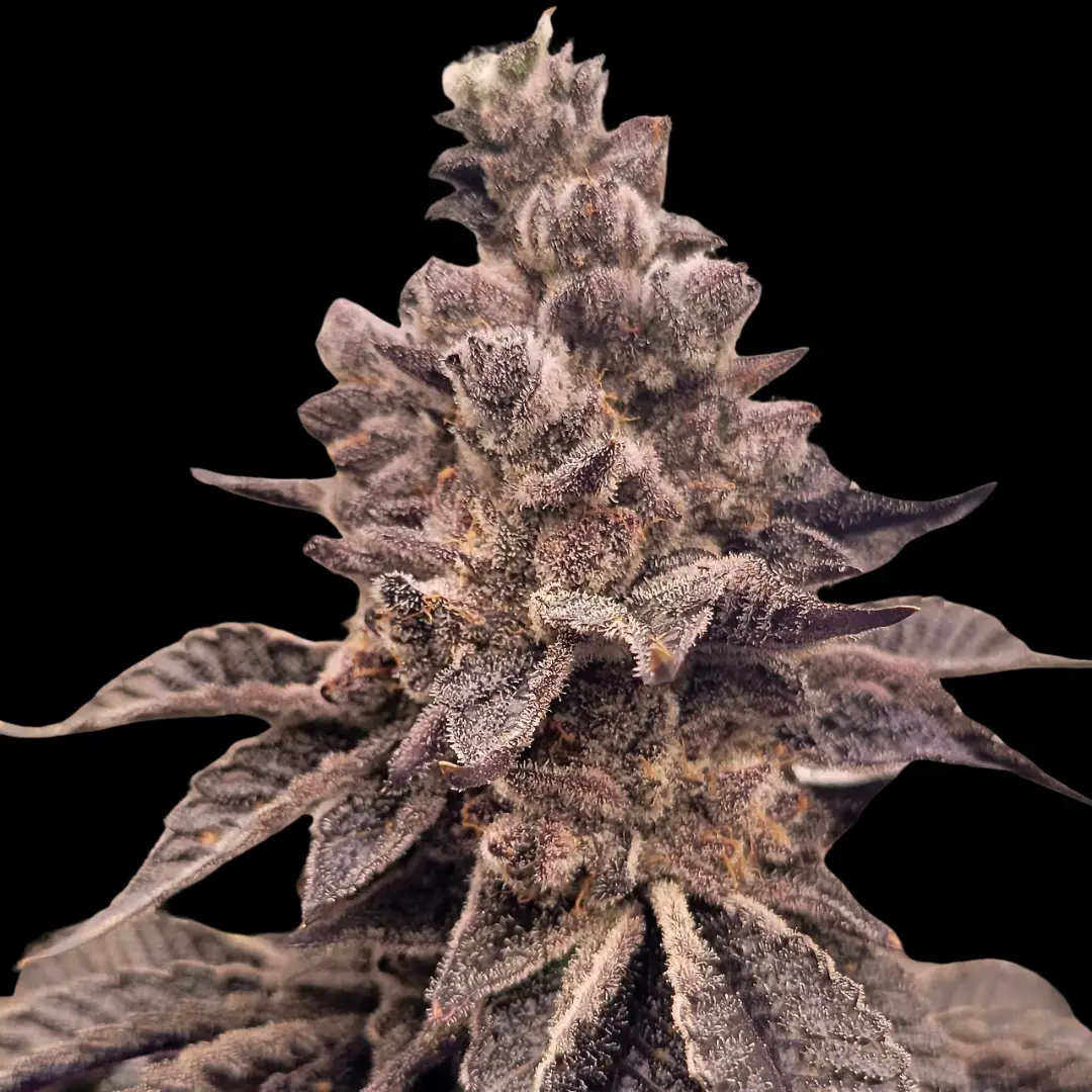 Gorilla Apple Candy cannabis image