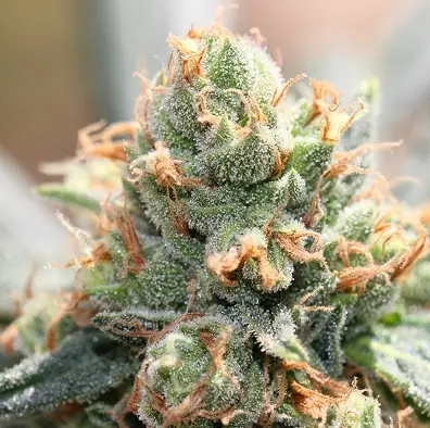 Hashtonic cannabis image