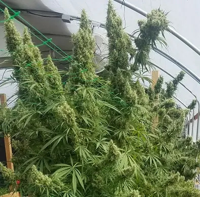 Honduras cannabis image