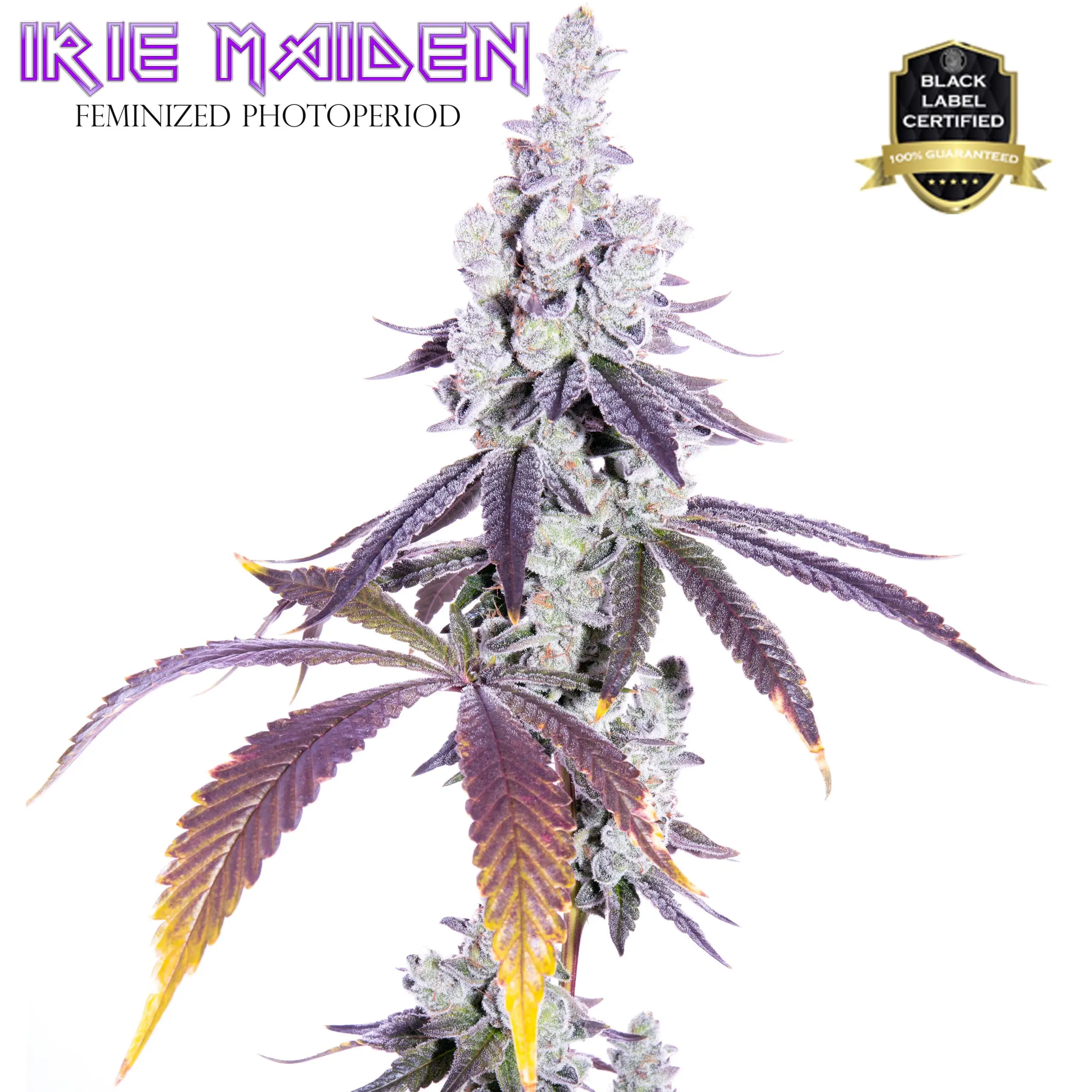 Irie Maiden cannabis image