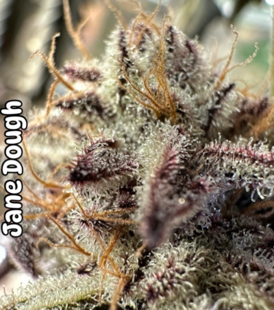 JANE DOUGH'D | GENETIX MATTER | PHOTOPERIOD CANNABIS SEEDS REGULAR