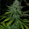 K45 | DJ SHORT SEEDS | PHOTOPERIOD CANNABIS SEEDS REGULAR - Image 3