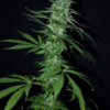 K45 | DJ SHORT SEEDS | PHOTOPERIOD CANNABIS SEEDS REGULAR - Image 2