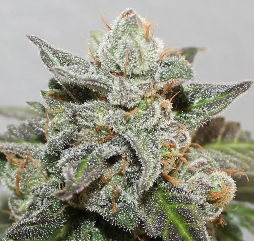 Kalidonia cannabis image