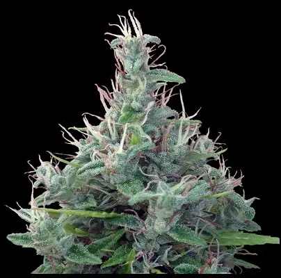 Lebanese cannabis image