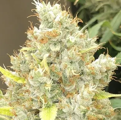 Malawi X PCK cannabis image