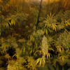 MALAWI | ACE SEEDS | PHOTOPERIOD CANNABIS SEEDS REGULAR - Image 2