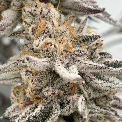 3x Mango Madness | In House Genetics | FEM Photoperiod Seeds