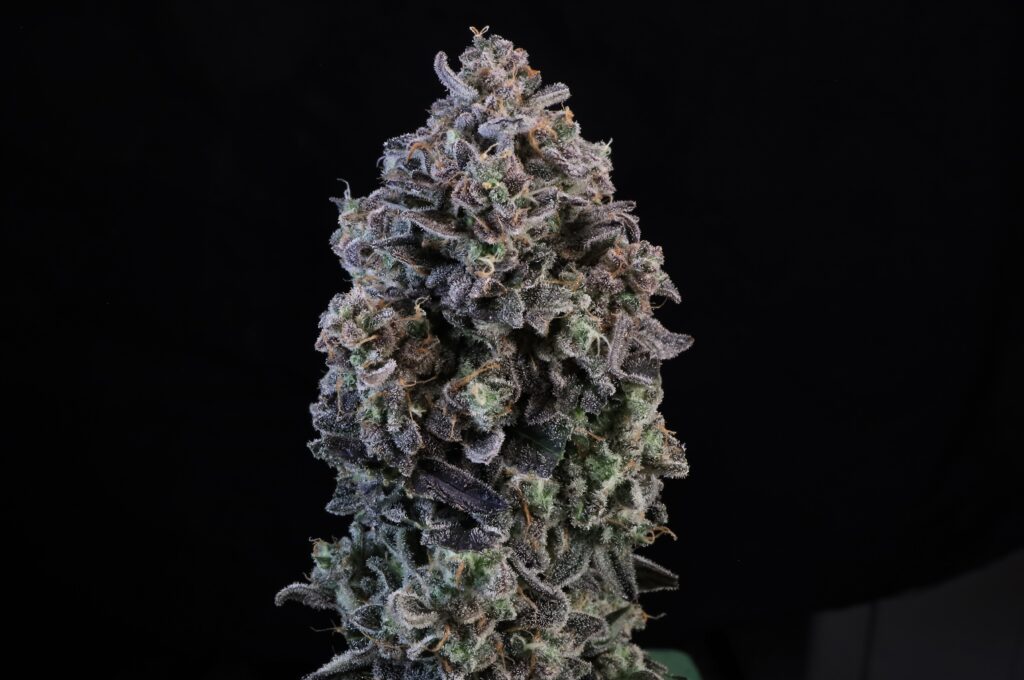 Mendo Breath Auto cannabis image