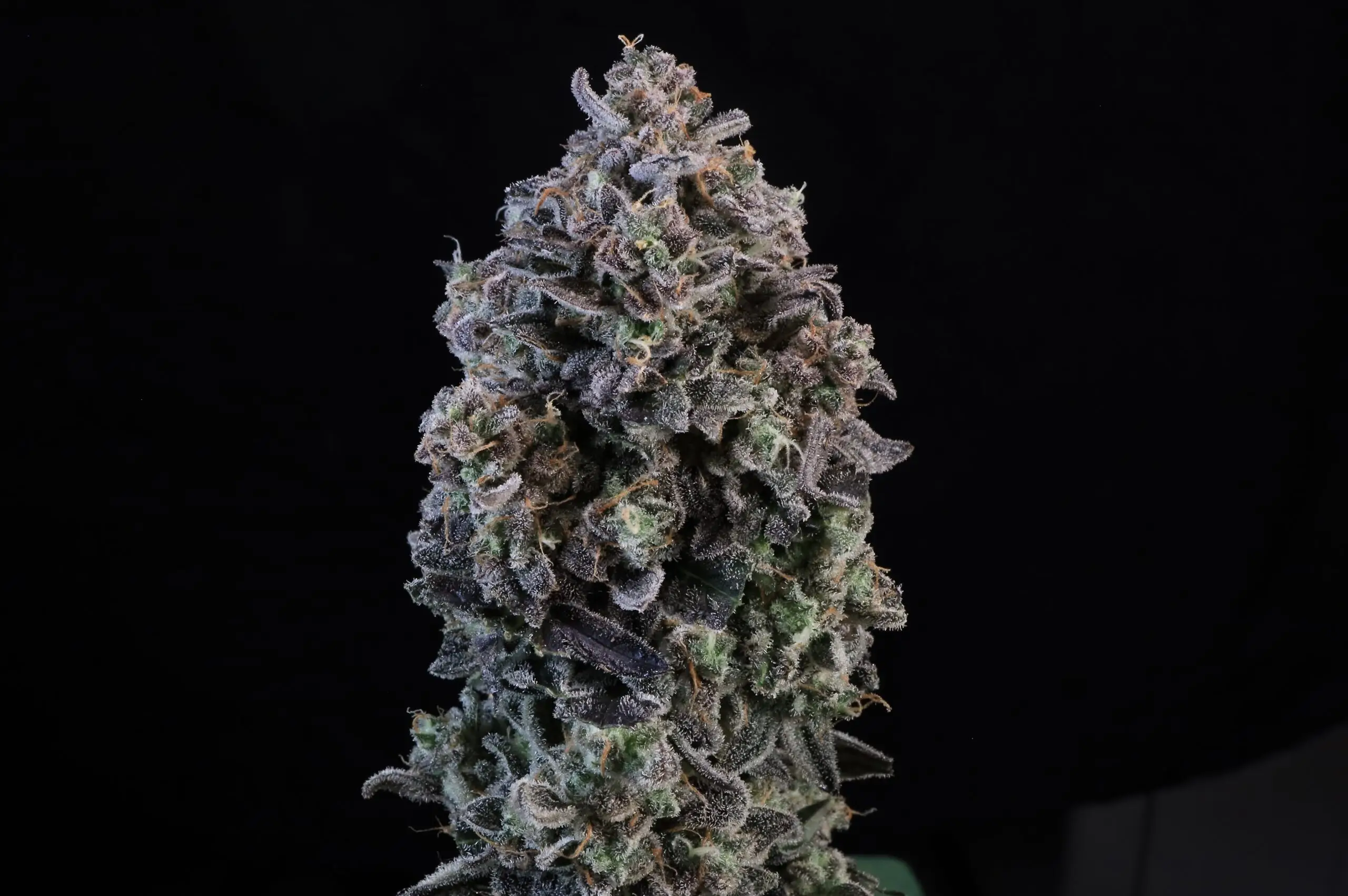 Mendo Breath Auto cannabis image
