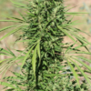 MOROCCO BELDIA KIF | ACE SEEDS | PHOTOPERIOD CANNABIS SEEDS REGULAR - Image 2