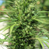 MOROCCO BELDIA KIF | ACE SEEDS | PHOTOPERIOD CANNABIS SEEDS REGULAR - Image 3