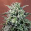 NEPAL ANNAPURNA | ACE SEEDS | PHOTOPERIOD CANNABIS SEEDS REGULAR - Image 5