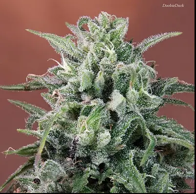 Nepal Annapurna cannabis image