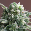 NEPAL ANNAPURNA | ACE SEEDS | PHOTOPERIOD CANNABIS SEEDS REGULAR - Image 4