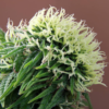 NEPAL ANNAPURNA | ACE SEEDS | PHOTOPERIOD CANNABIS SEEDS REGULAR - Image 3