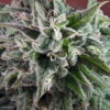 NEPAL ANNAPURNA | ACE SEEDS | PHOTOPERIOD CANNABIS SEEDS REGULAR - Image 2