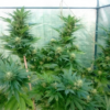 NEPAL JAM | ACE SEEDS | PHOTOPERIOD CANNABIS SEEDS REGULAR - Image 3