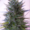 NEPAL MIST | ACE SEEDS | PHOTOPERIOD CANNABIS SEEDS REGULAR - Image 2