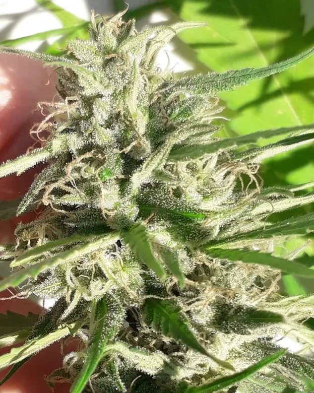 New Caledonia cannabis image