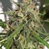 NEW CALEDONIA | ACE SEEDS | PHOTOPERIOD CANNABIS SEEDS REGULAR - Image 2