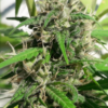 NEW CALEDONIA | ACE SEEDS | PHOTOPERIOD CANNABIS SEEDS REGULAR - Image 3