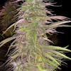 OLDTIMER'S HAZE | ACE SEEDS | PHOTOPERIOD CANNABIS SEEDS REGULAR - Image 2