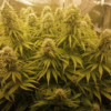 ORIENT EXPRESS | ACE SEEDS | PHOTOPERIOD CANNABIS SEEDS REGULAR - Image 2