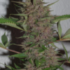 PAKISTAN CHITRAL KUSH | ACE SEEDS | PHOTOPERIOD CANNABIS SEEDS REGULAR - Image 2