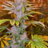 PAKISTAN CHITRAL KUSH | ACE SEEDS | PHOTOPERIOD CANNABIS SEEDS REGULAR - Image 3