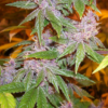 PAKISTAN CHITRAL KUSH | ACE SEEDS | PHOTOPERIOD CANNABIS SEEDS REGULAR - Image 4