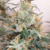 PANAMA A5 HAZE | ACE SEEDS | PHOTOPERIOD CANNABIS SEEDS FEMALE - Image 3