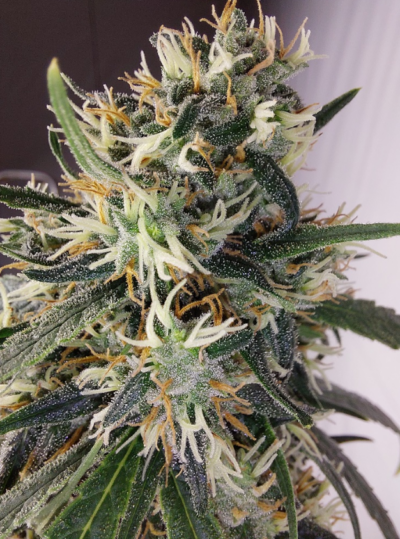 PANAMA A5 HAZE | ACE SEEDS | PHOTOPERIOD CANNABIS SEEDS FEMALE