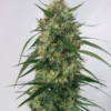 PANAMA A5 HAZE | ACE SEEDS | PHOTOPERIOD CANNABIS SEEDS FEMALE - Image 2