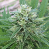 PANAMA X BANGI HAZE | ACE SEEDS | PHOTOPERIOD CANNABIS SEEDS REGULAR - Image 2