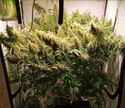 PANAMA X BANGI HAZE | ACE SEEDS | PHOTOPERIOD CANNABIS SEEDS REGULAR