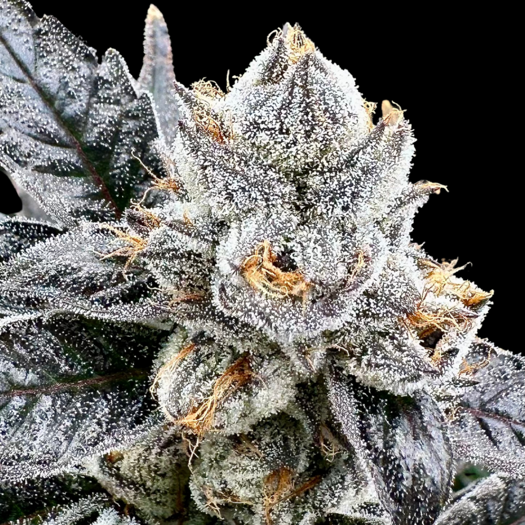 Platinum Lemon Cherry Gelato image