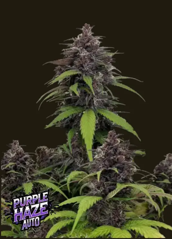 Purple Haze cannabis image